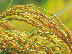 节水抗旱稻如何栽培，科学管理方法是什么