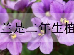 紫罗兰是二年生植物吗
