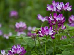 家养盆栽紫云英的养殖方法和注意事项有哪些