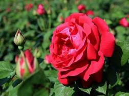 食用玫瑰花怎么种，玫瑰花的种植及养护方法