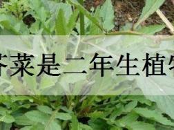 山芥菜是二年生植物吗