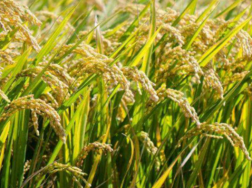 单季杂交水稻超高产栽培方法是什么，如何种植能高产