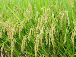 五优稻四号高产栽培方法是什么，主要病虫害如何防治