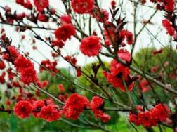 红梅花和海棠花的区别是什么，怎样区分二者