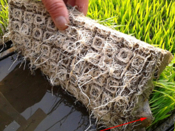 水稻育苗的方式有哪些，水稻培育秧苗的注意要点是什么