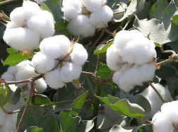 棉花苗期管理要点，棉花水肥怎么管理
