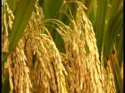水稻种子怎么播种，水稻应该怎么养殖