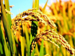 水稻种植需要注意什么，晚稻后期管理的措施有什么