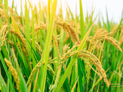 水稻超高产栽培的关键技术，水稻养殖方法总结