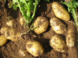 冬季如何种植马铃薯，需要掌握哪些技巧