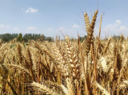 小麦春季种植管理技术，小麦应该怎么防冻