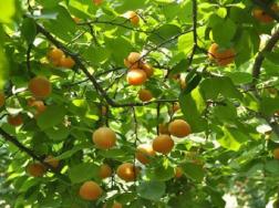 杏树和银杏树的区别是什么，如何辨别这两种植物