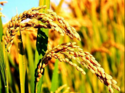 早稻春播时间，水稻种植注意事项