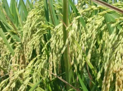 水稻插秧的技术要点，养殖注意事项有什么