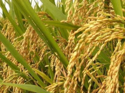 水稻增产增效推荐栽培技术模式，水稻怎么高产养殖