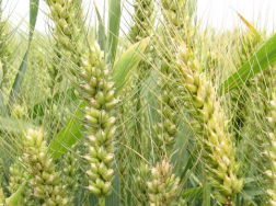 小麦越冬期管理，小麦怎么高产养殖