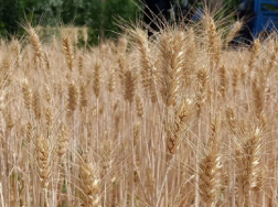 冬麦怎么种植，需要注意哪些种植事项