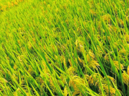 2021年水稻重大病虫害防控技术，水稻怎么养殖比较好