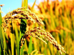水稻千金子有什么危害，防治水稻千金子的三大注意事项