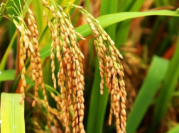 暴雨过后水稻生产管理要点，水稻需要什么生长条件