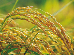 水稻洪涝灾害应对技术指导意见，水稻应该怎么养殖