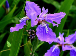 常见的紫色花有哪些，有什么特点