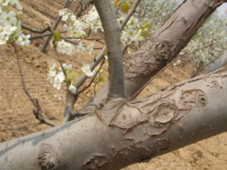 冬季梨树刮皮注意事项，梨树应该怎么养殖