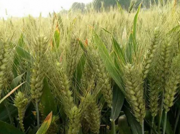 如何浇好小麦越冬水，小麦越冬管理方法