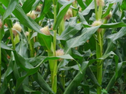 玉米可以套种什么农作物，玉米的增收方法是什么