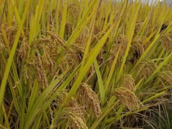 水稻叶片有黄绿斑点是什么病，如何进行防治