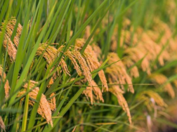 柳州市早稻和再生稻的栽培技术简介，水稻应该怎么养殖