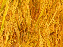 水稻新品种苗稻2号高产栽培技术，水稻养殖方法总结