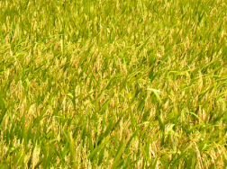 南方地区水稻直播栽培技术，水稻应该怎么养殖