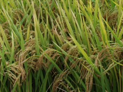 超级稻金农丝苗抛秧高产栽培技术，水稻应该怎么养殖