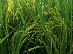 丝苗型优质水稻高效丰产栽培技术，水稻养殖方法总结