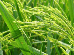寒地水稻怎么施肥，寒地水稻高产施肥方案