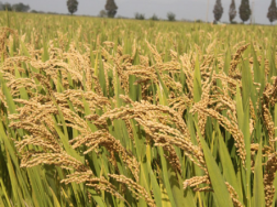 杂交粳稻品种天隆优619高产栽培技术，怎么养殖比较好