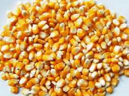 玉米高产的方法是什么，为什么给玉米种子包衣