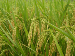 麦茬稻怎么管理，注意事项有哪些