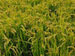 小暑期间水稻田间管理方法是什么，如何能增产