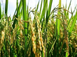 水稻除草剂打不死草的原因是什么，如何进行预防
