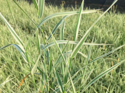 玉带草是常绿的吗，养殖注意事项有什么