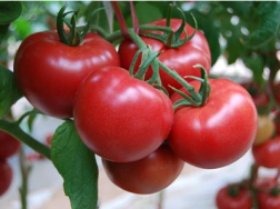 西红柿叶子打蔫是什么原因，如何处理