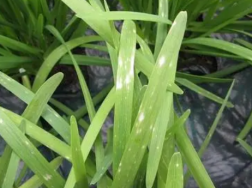 韭菜冬春灰霉病的综合防治，韭菜养殖方法