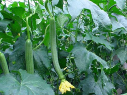 加强冬季管理，，提高丝瓜产量的养殖方法总结