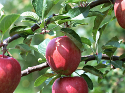 苹果树秋季施什么肥好，怎么施肥产量高