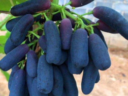 千万不要种蓝宝石葡萄的原因，蓝宝石葡萄的优缺点是什么