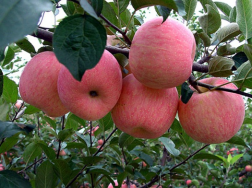 六月苹果树如何栽培管理，有哪些注意事项