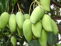 芒果苗什么季节栽种，如何管理芒果能高产