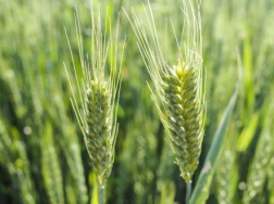 冬小麦生长旺盛期怎么做能高产，有哪些注意事项